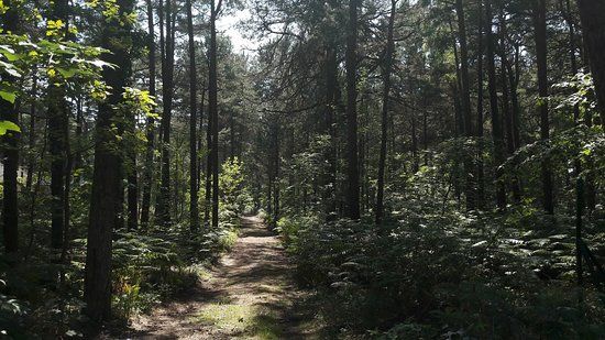 Jazda na rowerze po Żyznymi Lasach